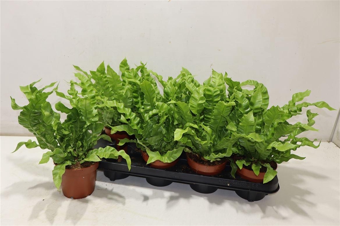 <h4>Asple Ni Crispy Wave</h4>