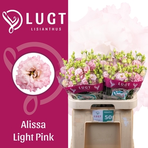 EUS G ALISSA LIGH PI