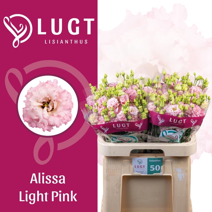 <h4>EUS G ALISSA LIGH PI</h4>