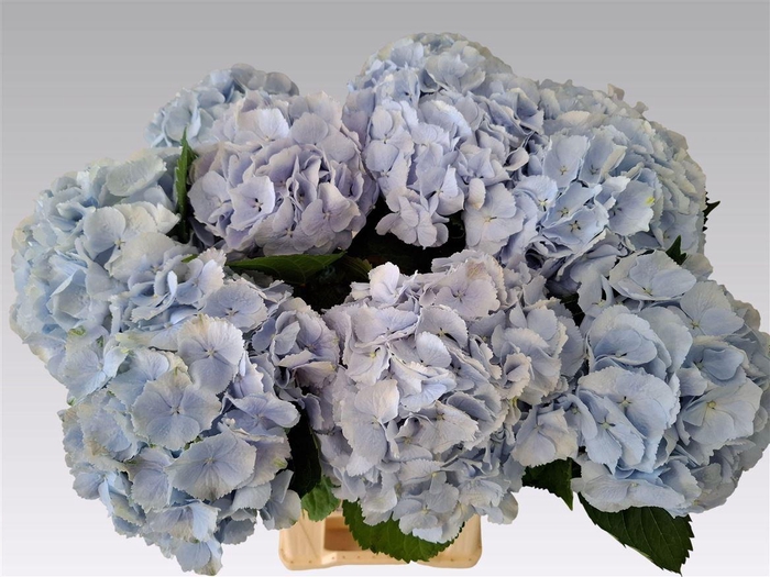 <h4>Hydr M Ch Verena Bl</h4>