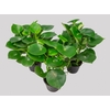 PEPEROMIA POLYBOTRYA RAINDROP P14