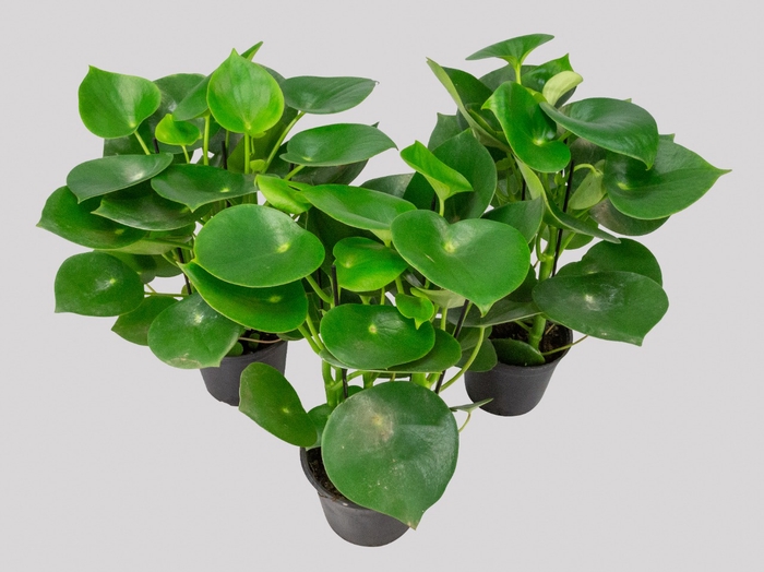 PEPEROMIA POLYBOTRYA RAINDROP P14