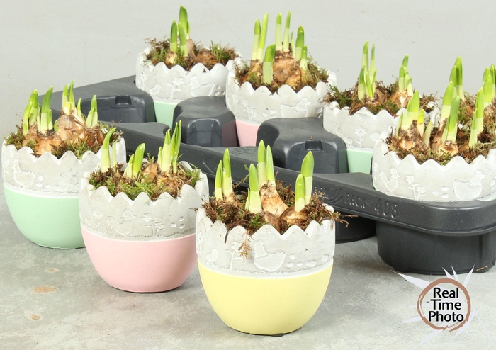 <h4>ARR NARCISSUS</h4>