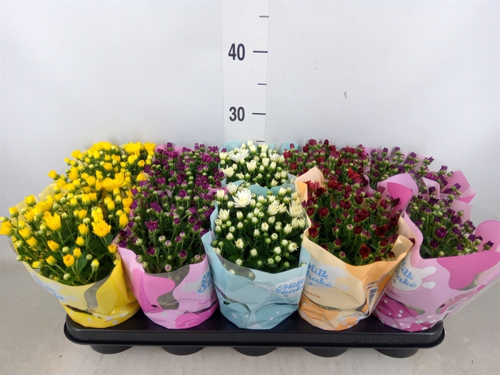 <h4>Chrysanthemum  'Milkshake'  ...mix</h4>