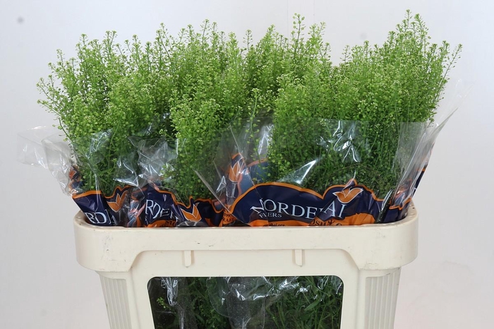 <h4>Lepidium Green Bell</h4>