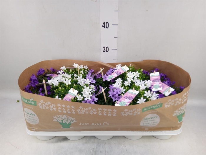 <h4>Campanula   ...</h4>