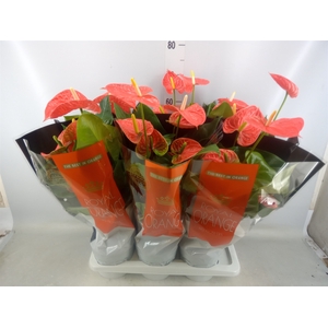 Anthurium andr. 'Madural Orange'