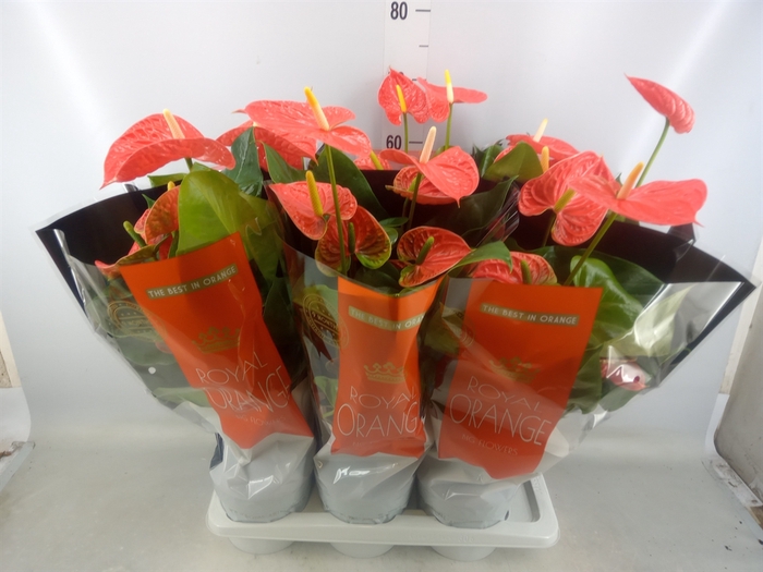 <h4>Anthurium andr. 'Madural Orange'</h4>