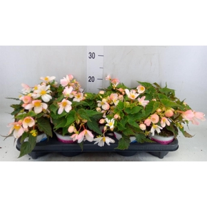 Begonia boliv. 'Angel Pink'