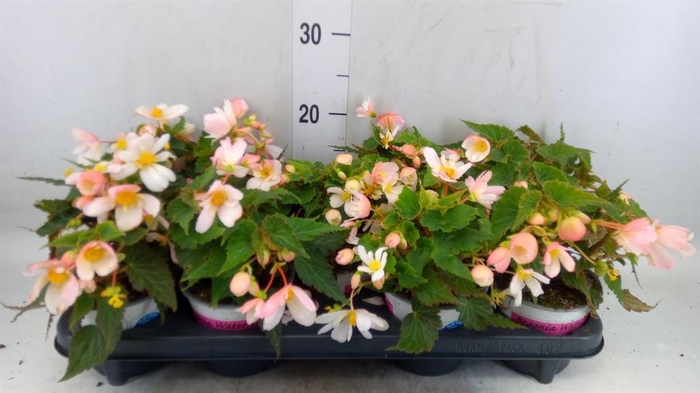 <h4>Begonia boliv. 'Angel Pink'</h4>