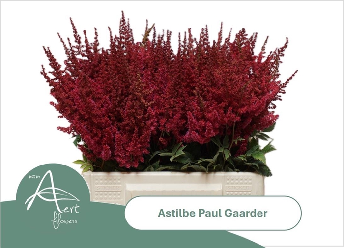 <h4>ASTIL AR PAUL GAARDE</h4>