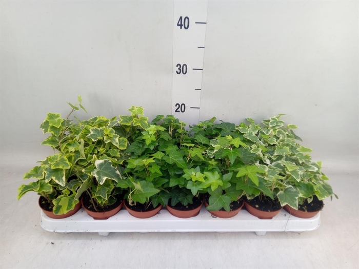 <h4>Hedera   ...mix</h4>