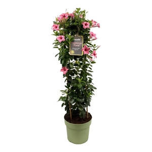 Mandevilla Sundaville Flamingo Pink in toren (Dipladenia)