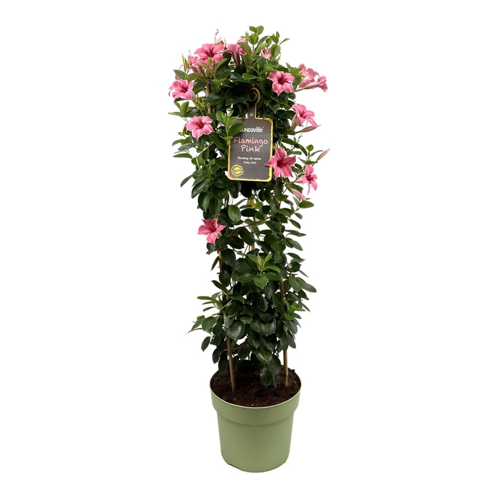 <h4>Mandevilla Sundaville Flamingo Pink in toren (Dipladenia)</h4>