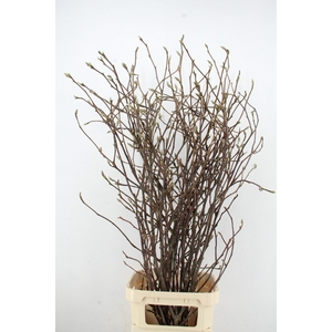 MAGNOLIA GRANDIFLORA X9