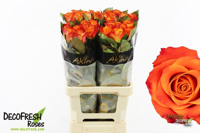 <h4>R Gr Mariyo</h4>