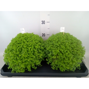 Soleirolia soleirolii   ...green