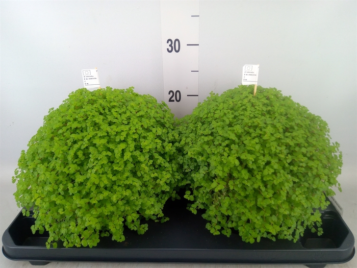 <h4>Soleirolia soleirolii   ...green</h4>