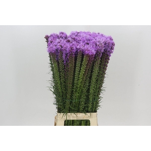 Liatris Spicata