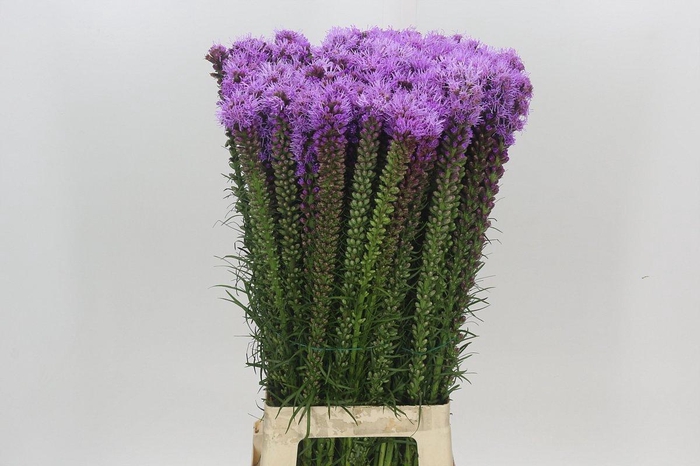 <h4>Liatris Spicata</h4>