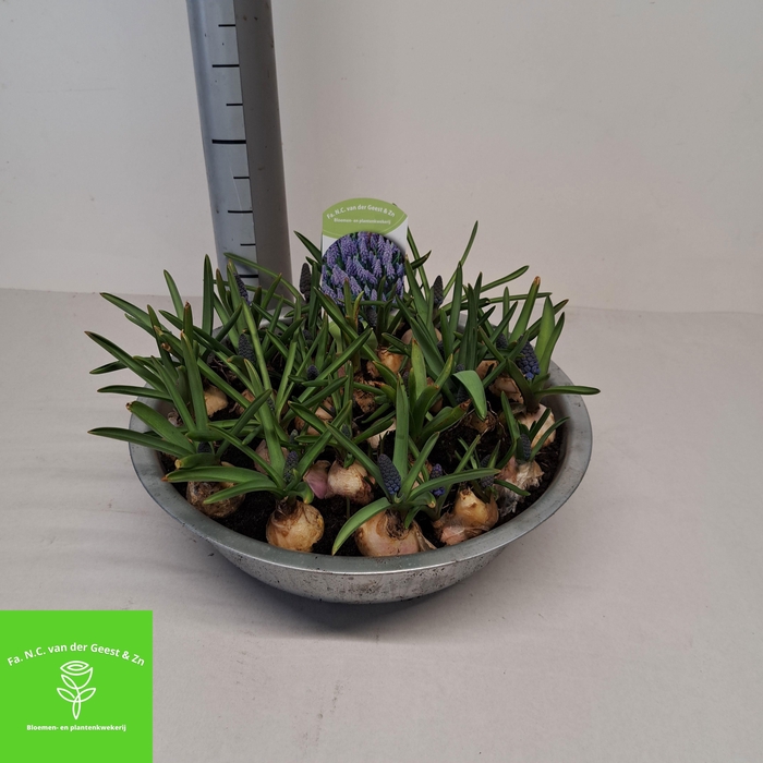 <h4>MUSCAR BIG SMILE</h4>