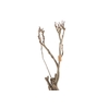 Syringa Branch Extra Patinir