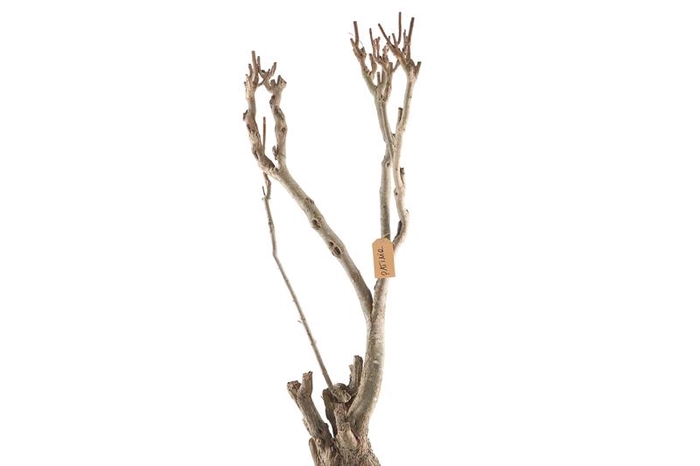 Syringa Branch Extra Patinir