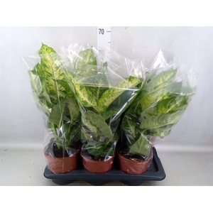 Dieffenbachia  'Mars'