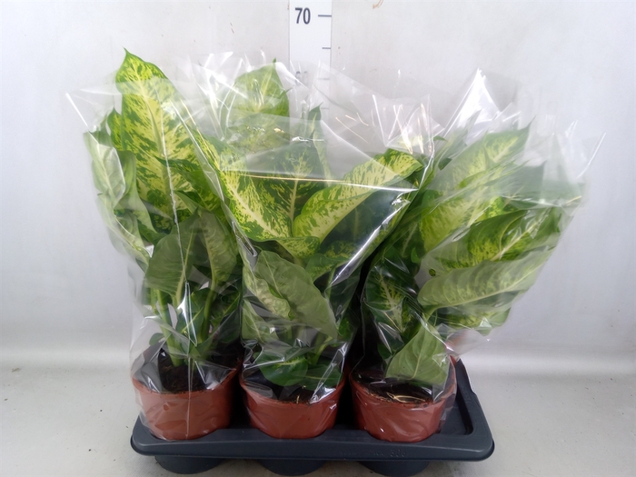 Dieffenbachia  'Mars'