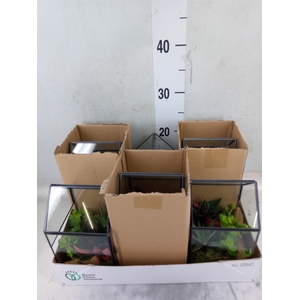 Arr.   Kamerplant Groen H%