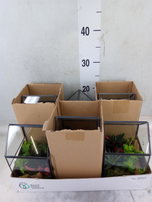 <h4>Arr.   Kamerplant Groen H%</h4>