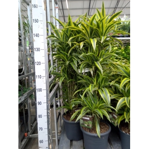 Dracaena fr de 'LemonLime'