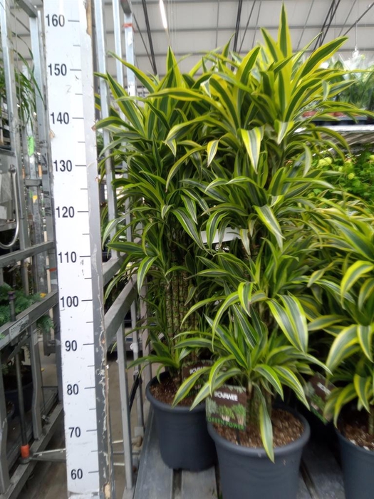 <h4>Dracaena fr de 'LemonLime'</h4>