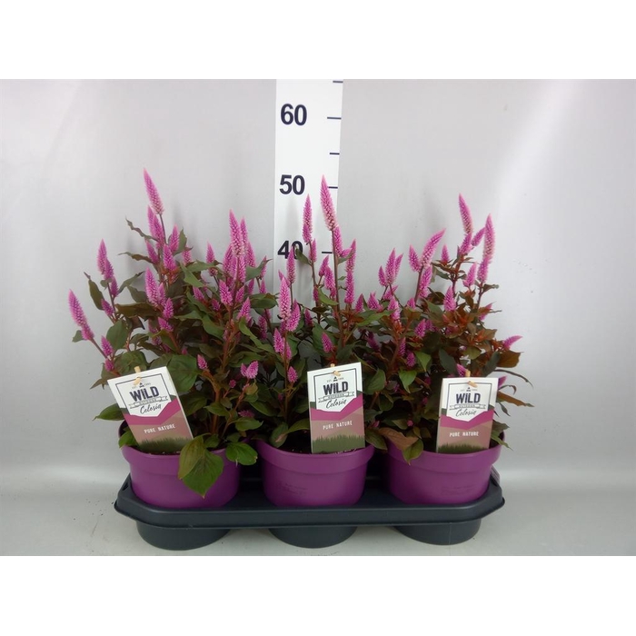 <h4>Celosia spic. 'Wild Pink'</h4>
