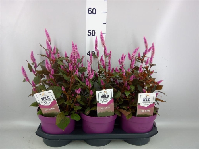 <h4>Celosia spic. 'Wild Pink'</h4>