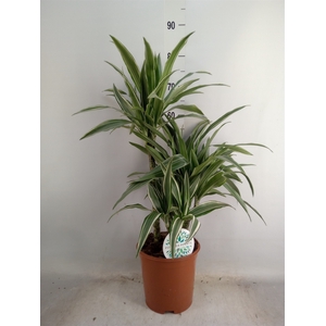 Dracaena fr de 'Warneckei'