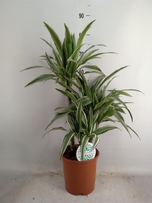 <h4>Dracaena fr de 'Warneckei'</h4>