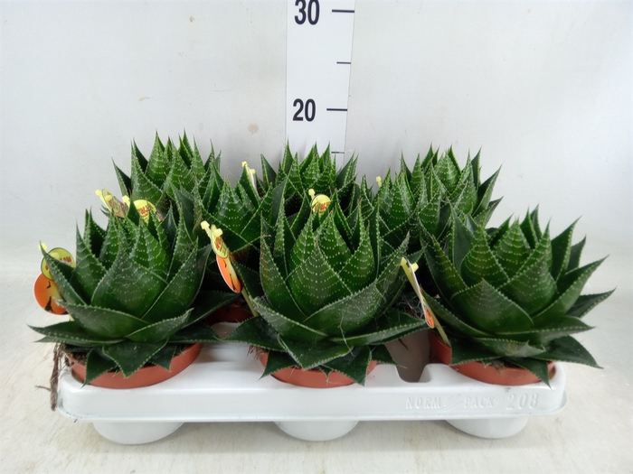 <h4>Aloe aristata 'Cosmo'</h4>