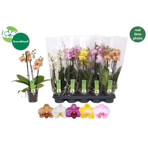 PHAL GEM 5 KL