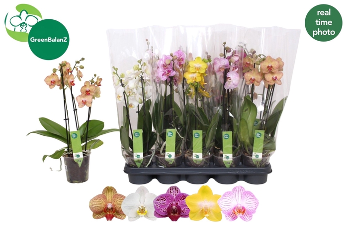 <h4>PHAL GEM 5 KL</h4>