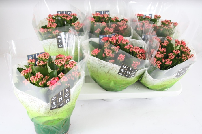 <h4>Kalanchoe Calandiva Davis</h4>