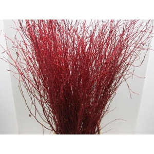 Betula Rood L120