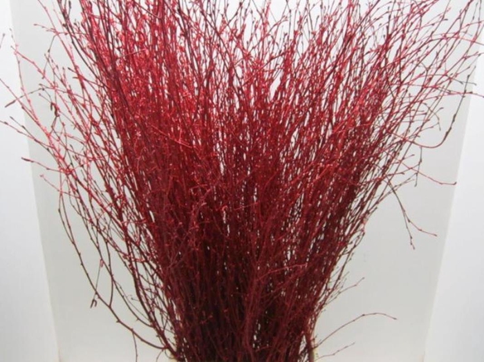 <h4>Betula Rood L120</h4>