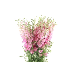 Delphinium Ridderspoor Light Pink