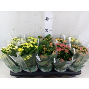 Kalanchoe blos. 'RosDon Collection'