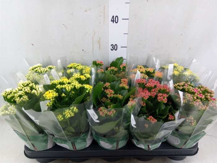 <h4>Kalanchoe blos. 'RosDon Collection'</h4>