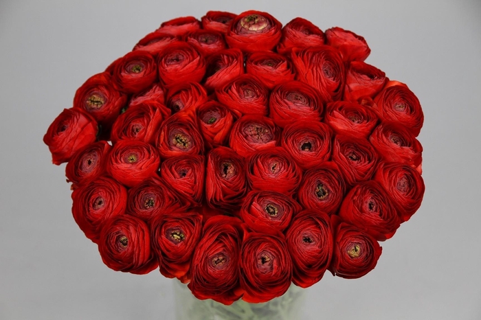 Ranunculus Clooney Tango Extra