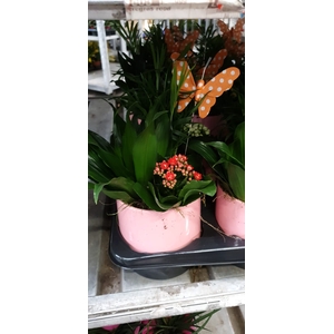 90803: Terrarium arrangement