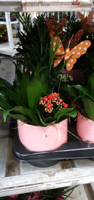 <h4>90803: Terrarium arrangement</h4>