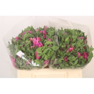 Anemone Mistral Fuchsia